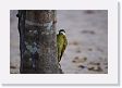 05-011 * Green-barred Woodpecker * Green-barred Woodpecker